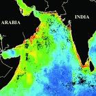 Map of the Arabian Sea showing more phytoplankton (red and green) along the western coasts